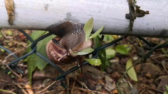蜗牛都吃什么叶子