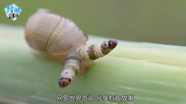 蜗牛身上的白色小虫子是甚么