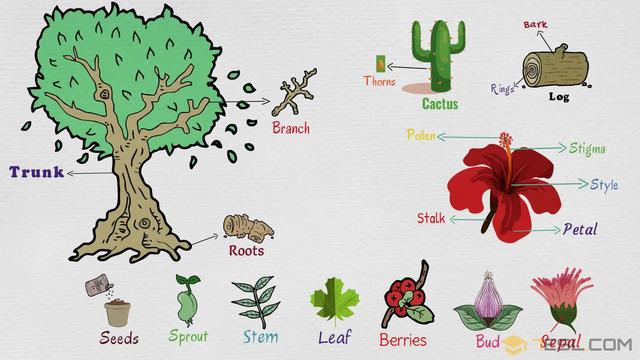 植物用英语怎么写(植物用英语怎么拼)