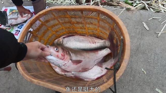 鰱魚多少錢一斤(鰱魚怎麼釣)