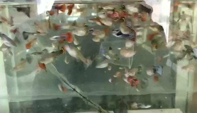 1.5L的水容量的缸可以养多少孔雀鱼呢？
