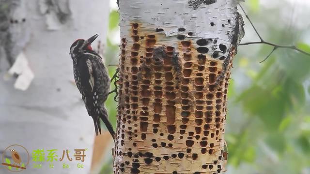 千疮百孔是什么意思(千疮百孔的近义词)