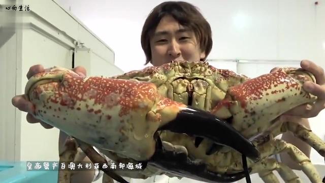 皇帝蟹多少钱一斤巨型帝王蟹图片