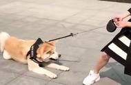 Japanese girl takes autumn cropland dog to shop, result in the street anyway of get into a huff does