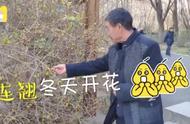 Forsythia suspensa also is done by air temperature dizzy! Winter of Jinan Forsythia suspensa blossom