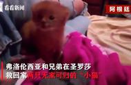 女孩救下“小奶猫”，养了两个月后带它就诊，竟发现是头美洲狮
