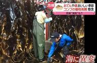 Will kelp disappear after barren of afterwards sea