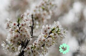 樱花花语是什么