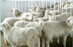 Vivid sheep butcher machines flow and standard
