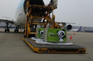 中国两只大熊猫今日抵韩 有望下月与游客见面