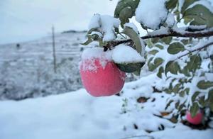 苹果被雪“冻哭”了，你只看到了雪美，我却看到了果农的智慧
