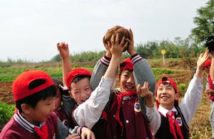 “原来红薯是埋在土里的！”武汉小学生田间地头“识五谷”