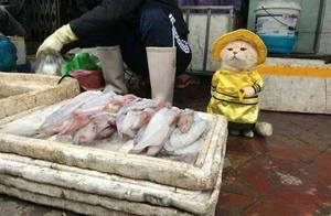 越南猫咪爱扮皇帝　在市场卖鱼好霸气！