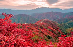 “看万山红遍，层林尽染”，深秋读几首写红叶的诗词，最是应景