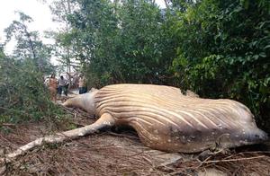 亚马逊森林中出现一庞然大物，竟是只座头鲸，来历令人百思不得解