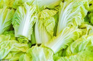 大白菜白菜价，8月同比下跌近20%，附今日各大批发市场报价