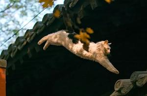 大觉寺秋色中，那些会飞的猫