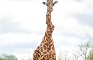 肯尼亚一只长颈鹿走红网络，不靠颜值靠“长歪了”的脖子
