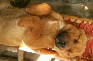 狗狗在马扎凳上的睡姿，睡出了席梦思的感觉，这表情也太销魂了！