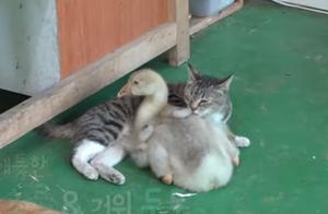 小猫死亡后，猫妈妈抓来刚出生的小鹅，每天为它舔毛喂它食物