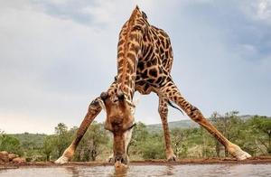 非洲5米长颈鹿劈叉喝水，低头不易一天一次，网友：大长腿太性感