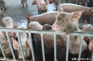 最新发布：四川明确禁止生猪跨省调运