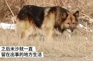 俄罗斯版“忠犬八公”，主人出车祸身亡，狗狗在原地痴等11年