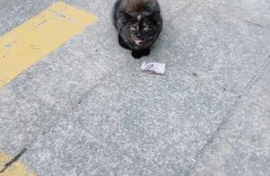 猫咪叼钱求收养，一张五元钱摆在面前，嚎叫让路人停下来！