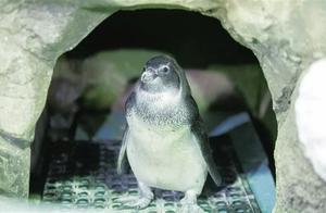 海南首例！这种企鹅在三亚成功孵化，破壳瞬间萌翻了