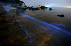 震撼！最值得来的海边，免费观看“荧光海”宛如阿凡达世界