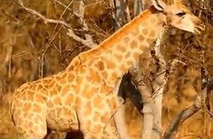 长颈鹿，那一双大长腿简直就是万人迷啊！