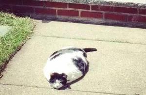 有见识过传说中的猫饼吗？听说他们是这样子的……