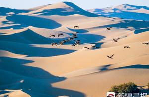 塔河生态环境向好 大量水鸟迁徙季来沙漠“歇脚”