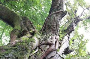 300年古树相依为命一半是死 一半顽强生长枝繁叶茂