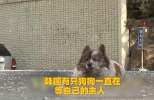 现实中的八公：韩国一只狗狗原地等了主人10年，不肯离开
