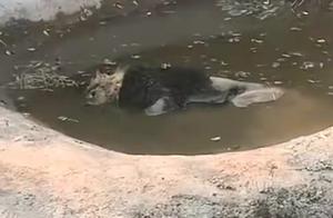 邯郸野生动物园一非洲狮溺亡 网友反映该动物园动物疑似遭受变相虐待