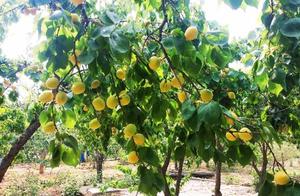 Ear is yellow, apricot ripe! United States of farm of ala of Luoyang big contain Kate apricot 