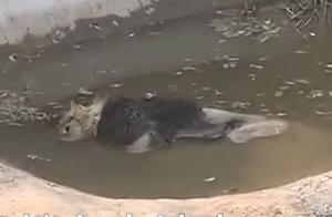 河北邯郸一动物园狮子在水中溺亡，负责人：它在休息，不会死的