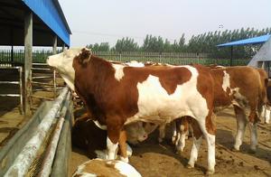 Prepare 300 thousand investment to raise a cattle,