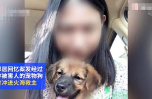 上海杀妻焚尸案：爱犬为救主冲入火海，再也没有出来