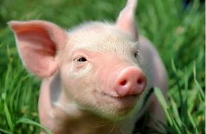 猪肉价格连续7周回落！农业部：猪肉供应形势会越来越好