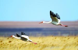 近5万只候鸟迁徙过境北京，国家一级重点保护动物白头鹤现身