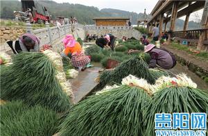 Guiyang: The person is diligent spring come early, green 