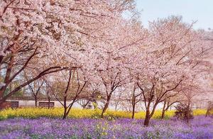武汉的春，东湖的樱，属于你的浪漫季节