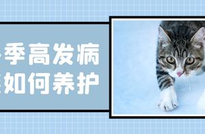 气温骤降猫咪应激，健康问题频发，该如何预防？