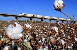 Take you to understand relevant knowledge of cotton, nod assist for top class Xinjiang cotton togeth