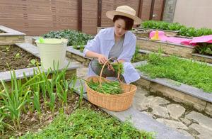 The farm opening strong and pervasive fragrance that Zhang Xin grants, received goods full ～ in Apri