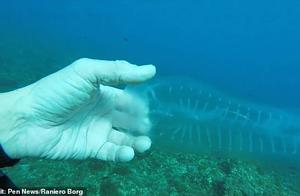 潜水员在马耳他海域发现幽灵般透明海洋生物，脊髓肋骨晶莹剔透
