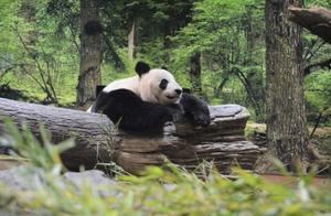 中国大熊猫一家三口将要回国，日本着急了！积极与中国沟通望延期