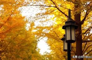 秋日去圆明园欣赏金色银杏大道，看曾经因美丽惊艳过世界的圆明园